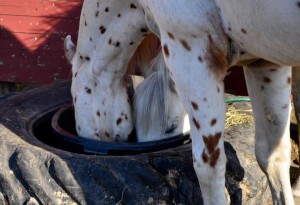 10372157_644330032316944_7402086386949966204_n