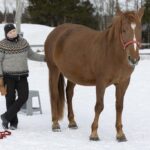 Varma ja epävarma hevonen – ja ihminen